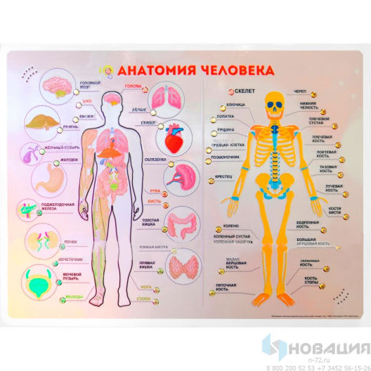 Стенд тактильно-звуковой Анатомия человека (с индукционной петлей)